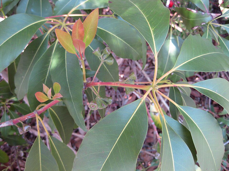 Lophostemon confertus (Brush Box) (alternate view 4)