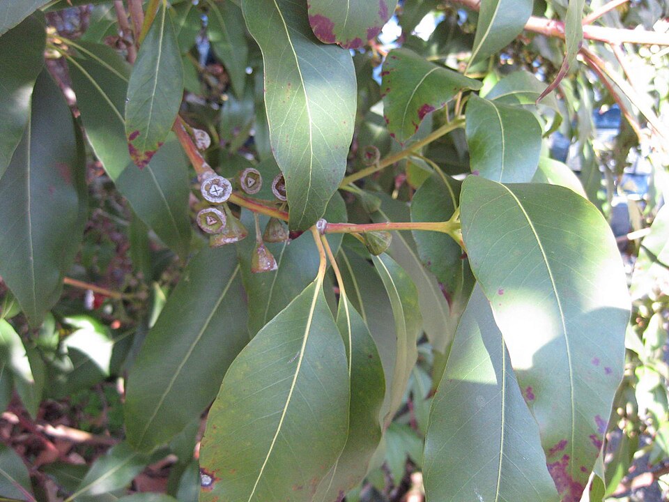 Lophostemon confertus (Brush Box) (alternate view 5)