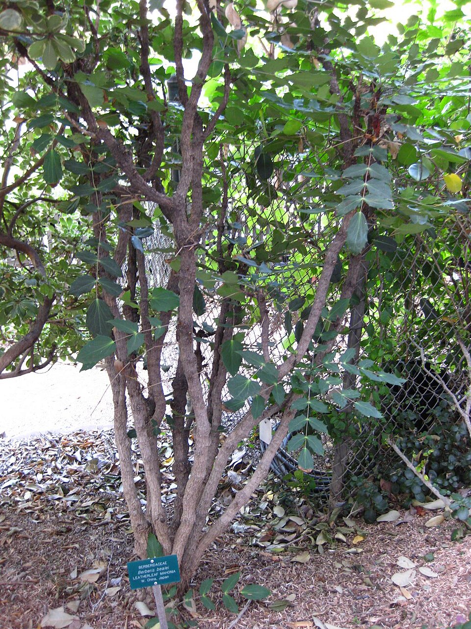 Berberis bealei (leatherleaf mahonia)