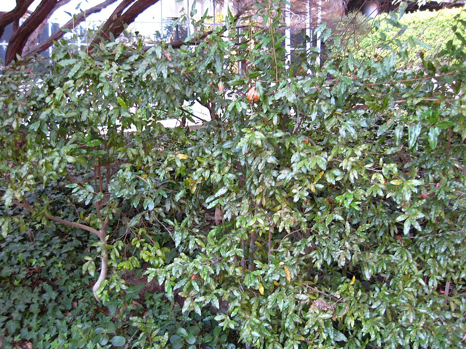Ochna serrulata (Small-leaved plane) (alternate view 3)