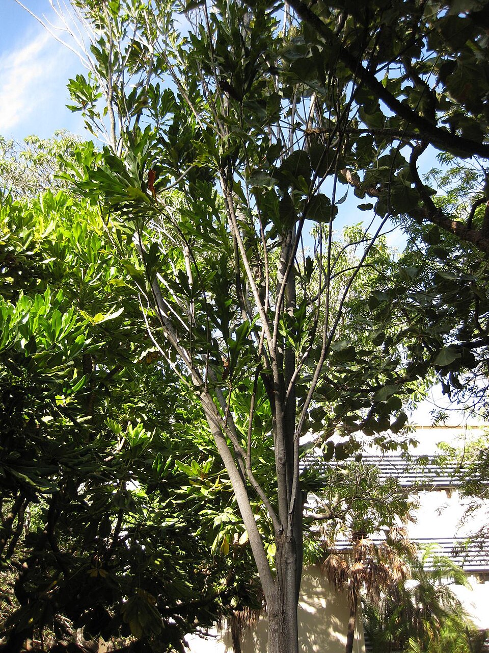 Stenocarpus sinuatus (Firewheel tree) (alternate view 9)