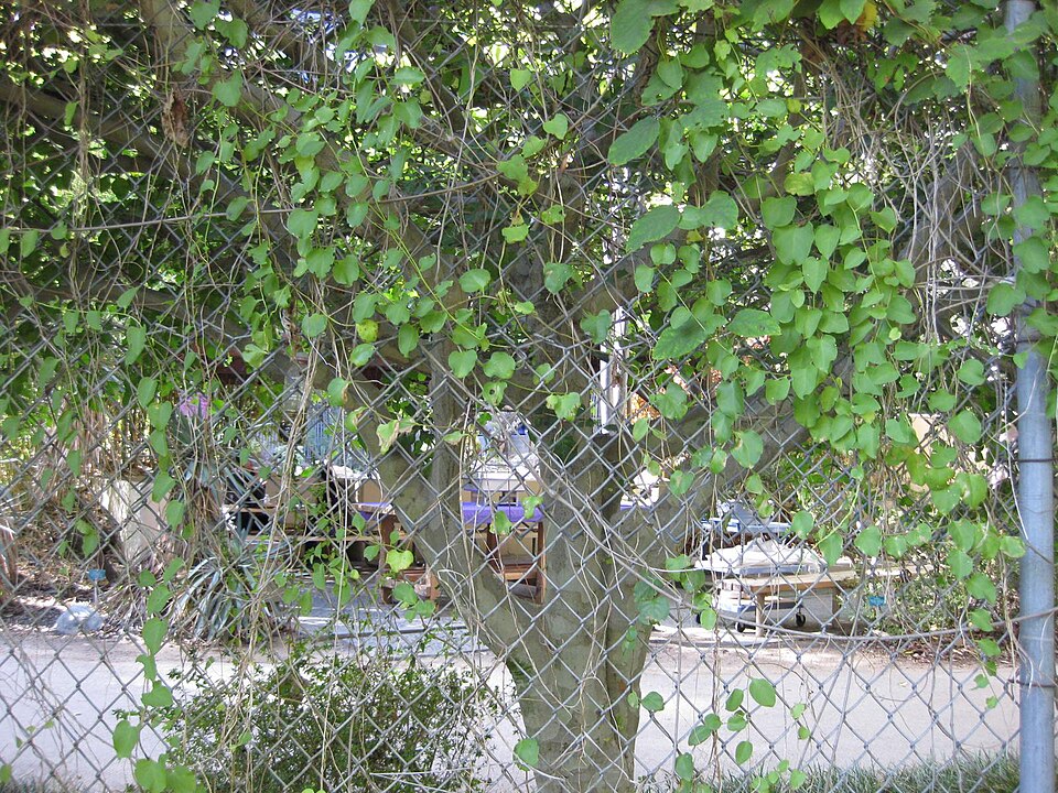 Anredera cordifolia (Mignonette vine) (alternate view 7)