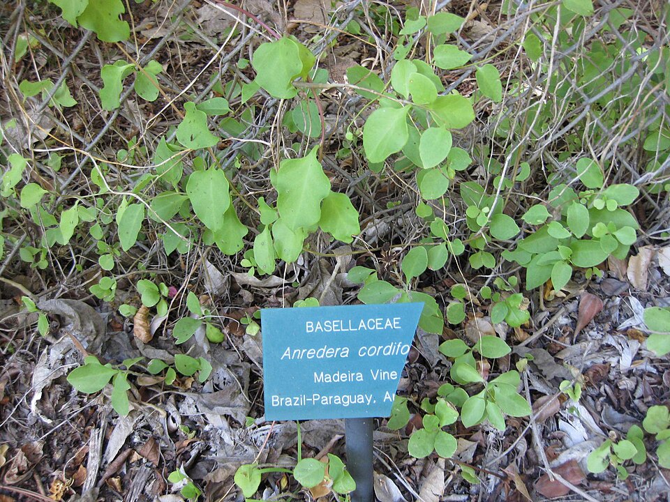Anredera cordifolia (Mignonette vine) (alternate view 8)