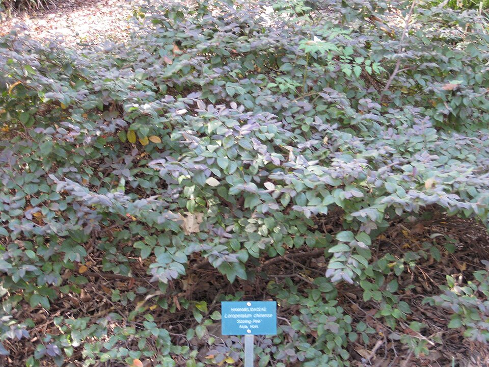 Loropetalum chinense (Jazz Hands® Pink Loropetalum) (alternate view 10)