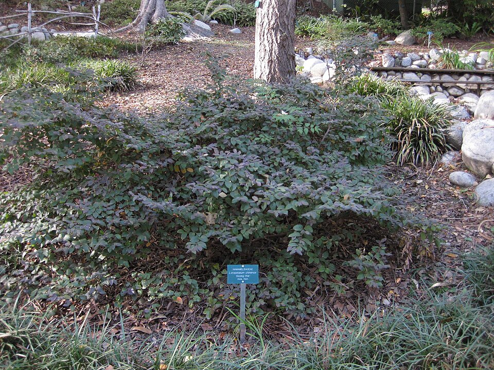 Loropetalum chinense (Jazz Hands® Pink Loropetalum) (alternate view 11)