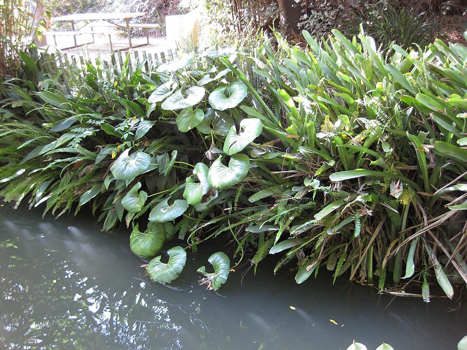 Farfugium japonicum var. giganteum (alternate view 7)