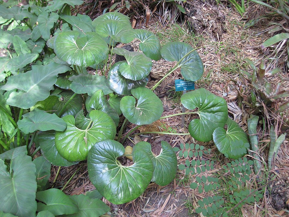 Farfugium japonicum var. giganteum (alternate view 8)