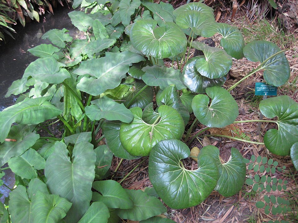 Farfugium japonicum var. giganteum (alternate view 9)