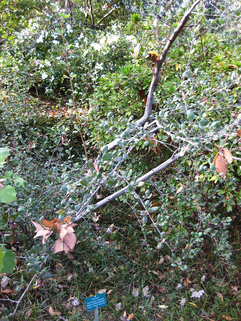 Cercocarpus betuloides (Birchleaf Mountain Mahogany) (alternate view 8)