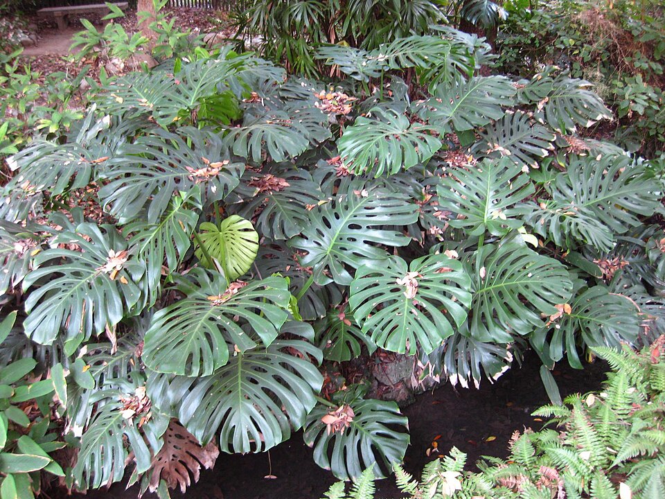 Monstera deliciosa (Swiss Cheese Plant) (alternate view 8)