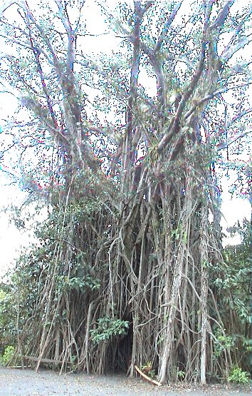 Ficus benghalensis (Ficus Audrey)