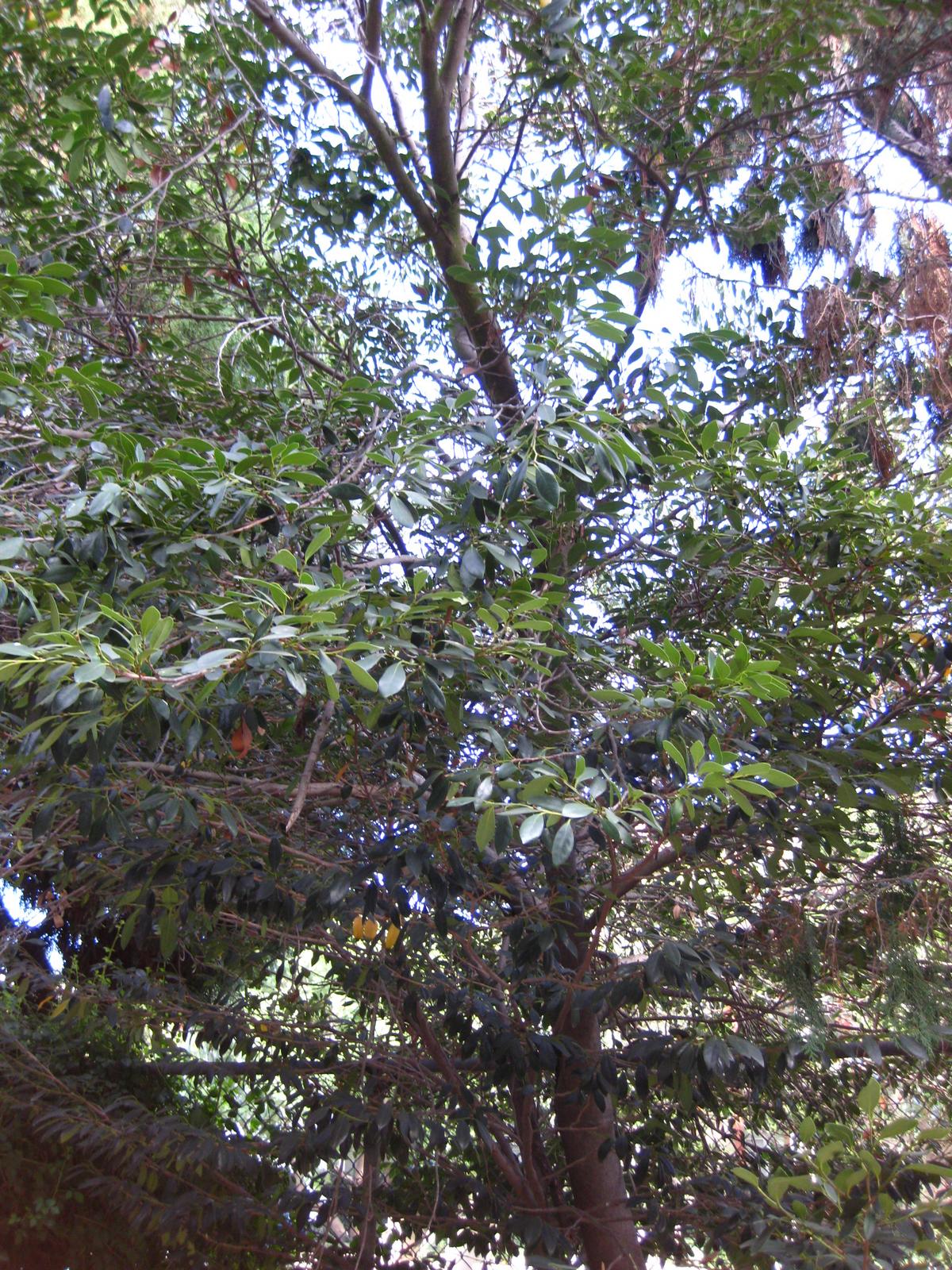 Distylium racemosum, Isu tree — upright evergreen (Hamamelidaceae) (image 10 of 10)