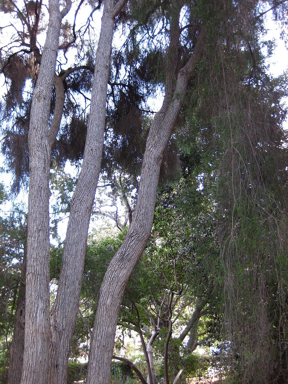 Melaleuca bracteata (black tea-tree) (alternate view 8)