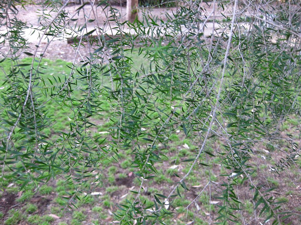 Melaleuca bracteata (black tea-tree) (alternate view 9)