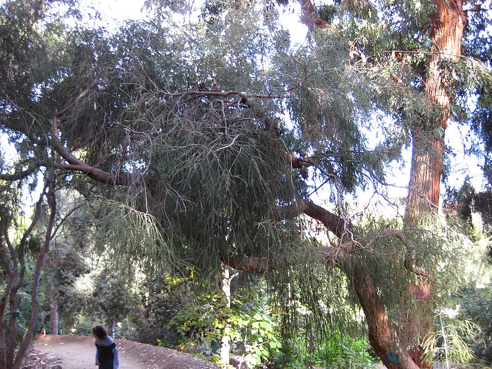 Melaleuca ericifolia (Swamp Paperbark) (alternate view 6)