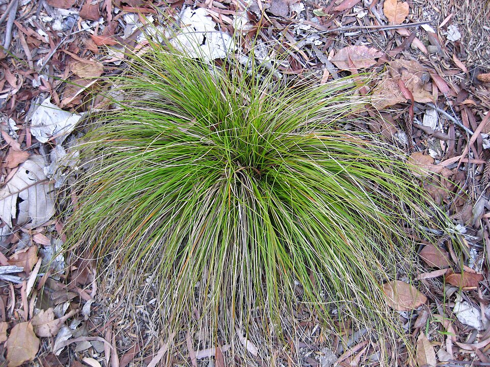 Carex testacea (orange New Zealand sedge) (alternate view 9)