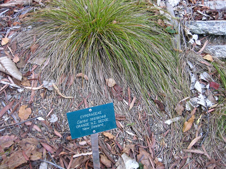 Carex testacea (orange New Zealand sedge) (alternate view 10)
