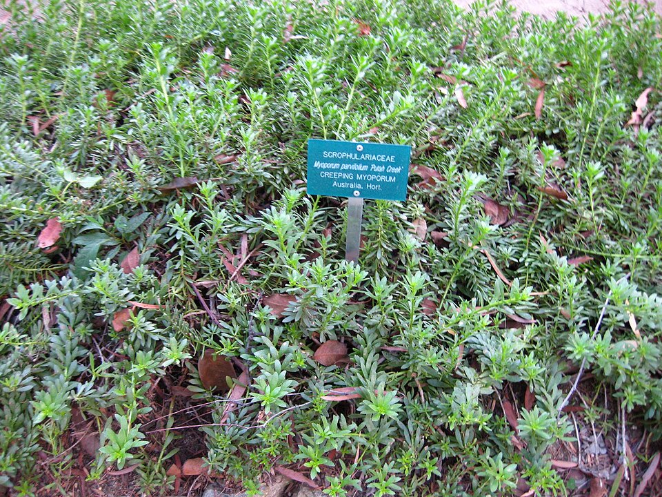 Myoporum parvifolium (alternate view 4)