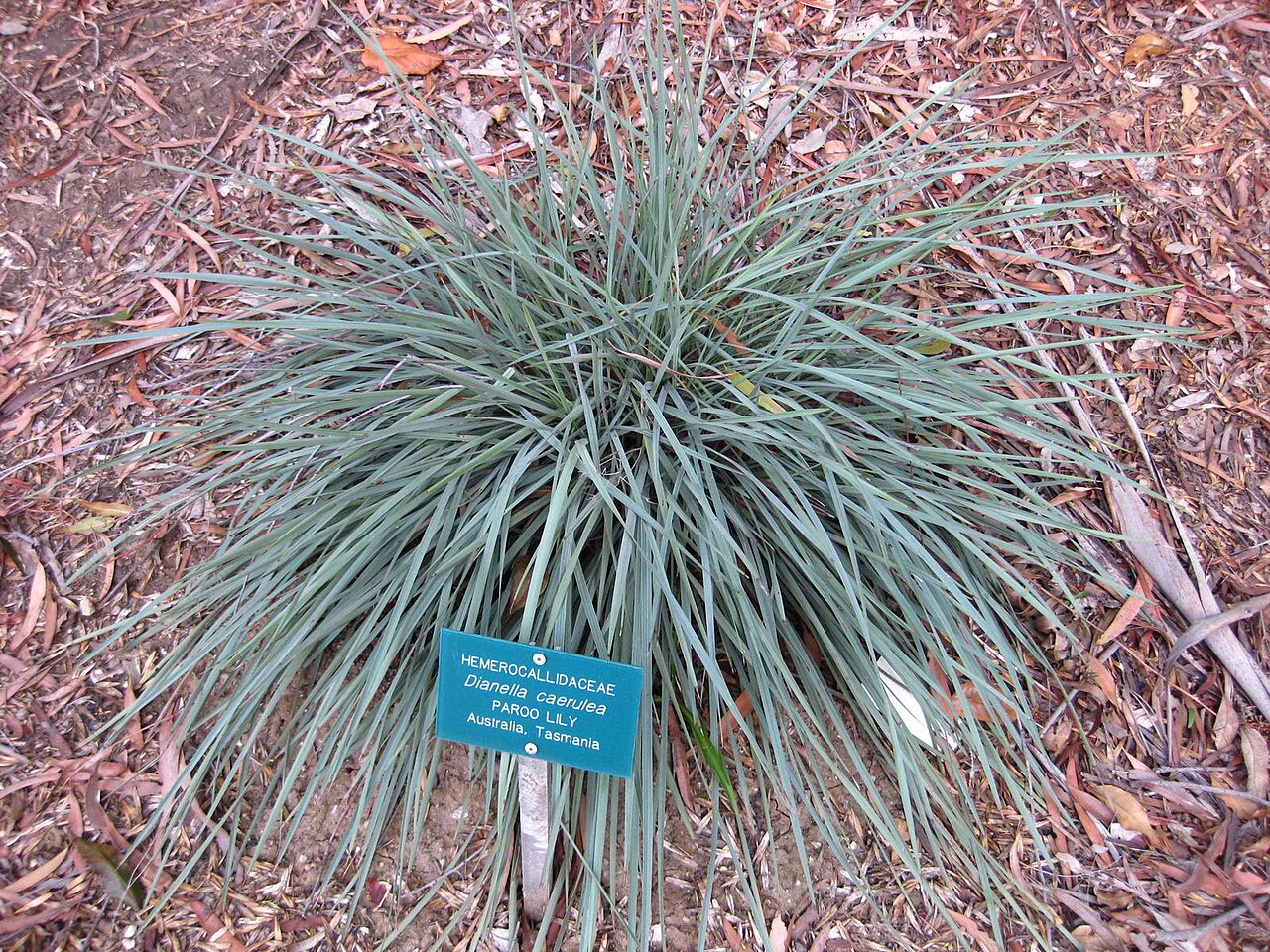 Dianella caerulea, Blue flax-lily — clumping evergreen (Asphodelaceae) (image 3 of 9)
