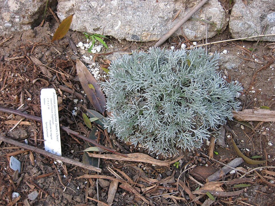 Artemisia pycnocephala (coastal sagewort) (alternate view 10)