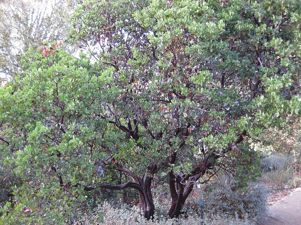 Arctostaphylos manzanita (Dr. Hurd Manzanita) (alternate view 11)