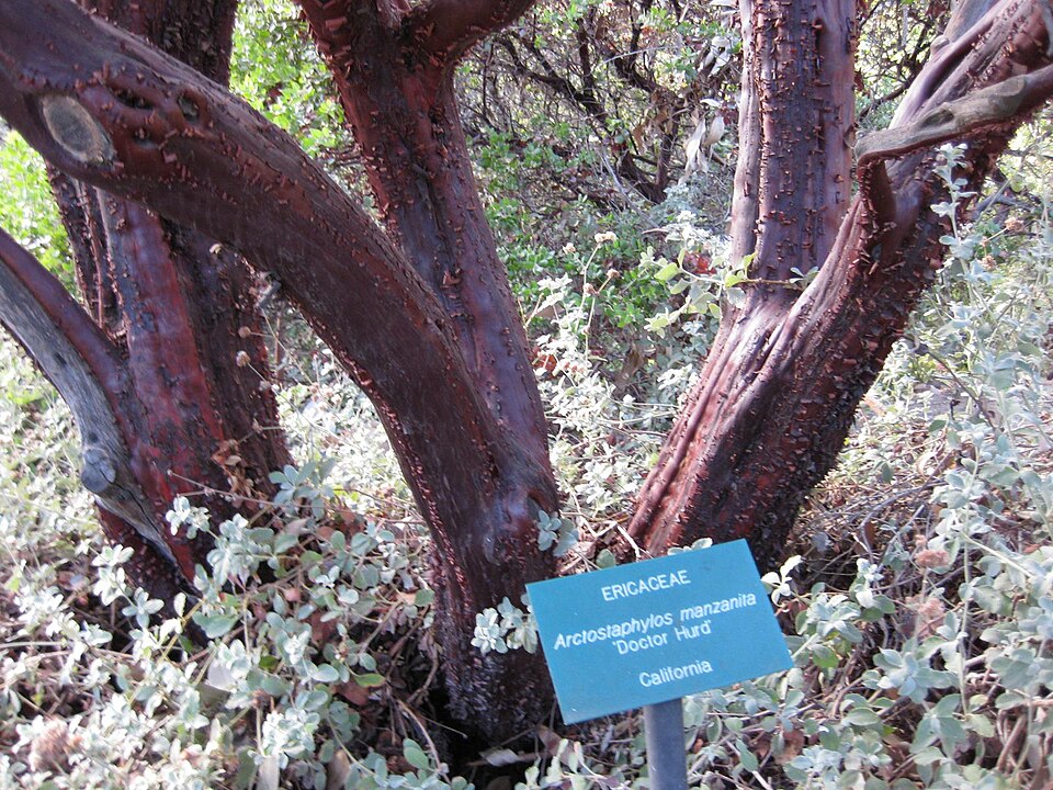 Arctostaphylos manzanita (Dr. Hurd Manzanita) (alternate view 12)