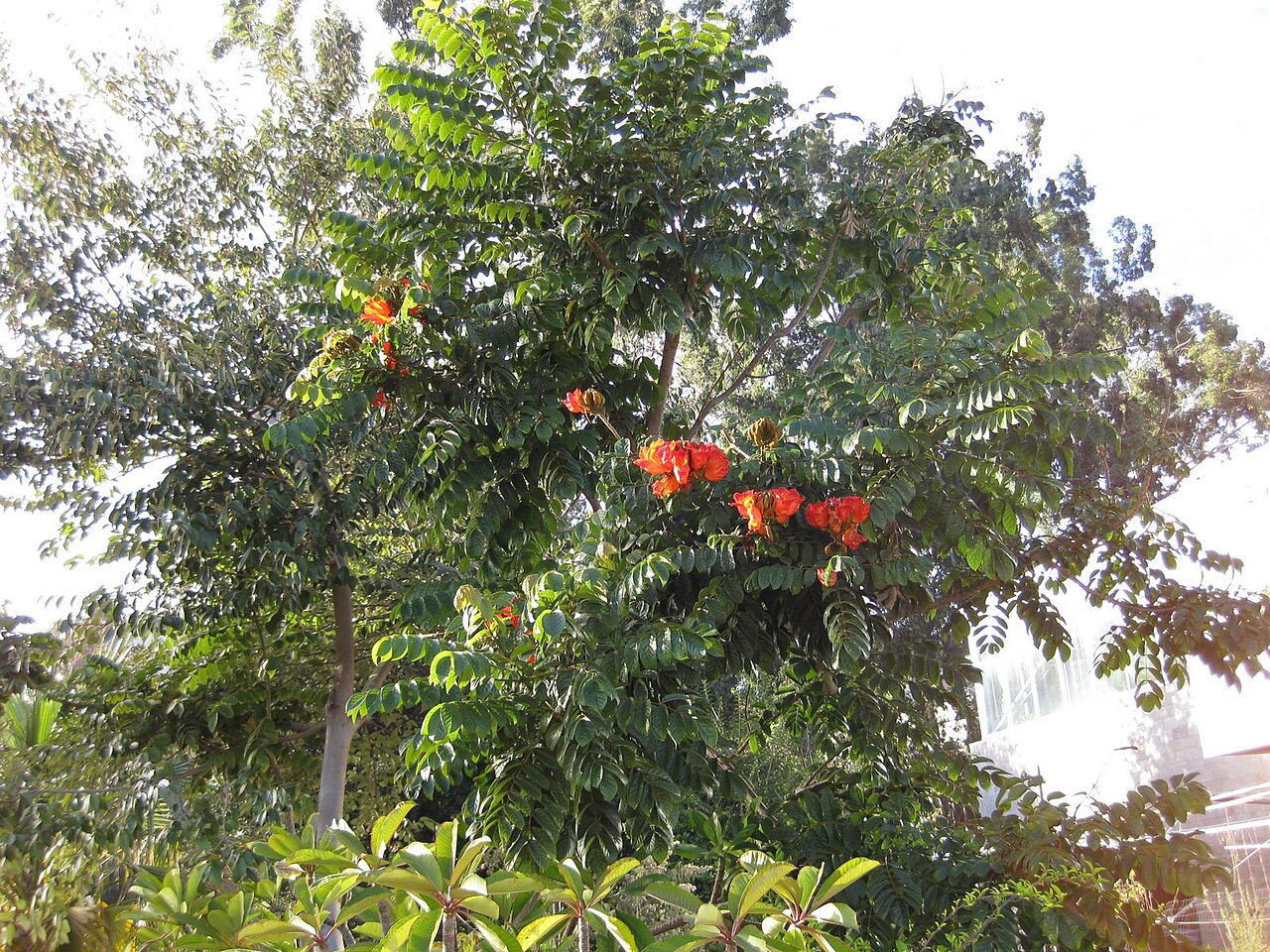 Spathodea campanulata, African tulip tree — upright semi-evergreen (Bignoniaceae) (image 1 of 9)