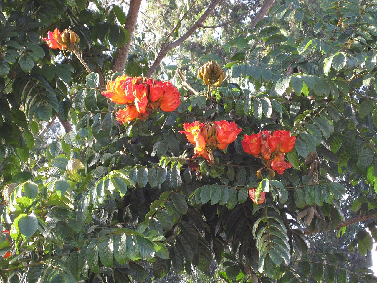 Spathodea campanulata, African tulip tree — upright semi-evergreen (Bignoniaceae) (image 2 of 9)