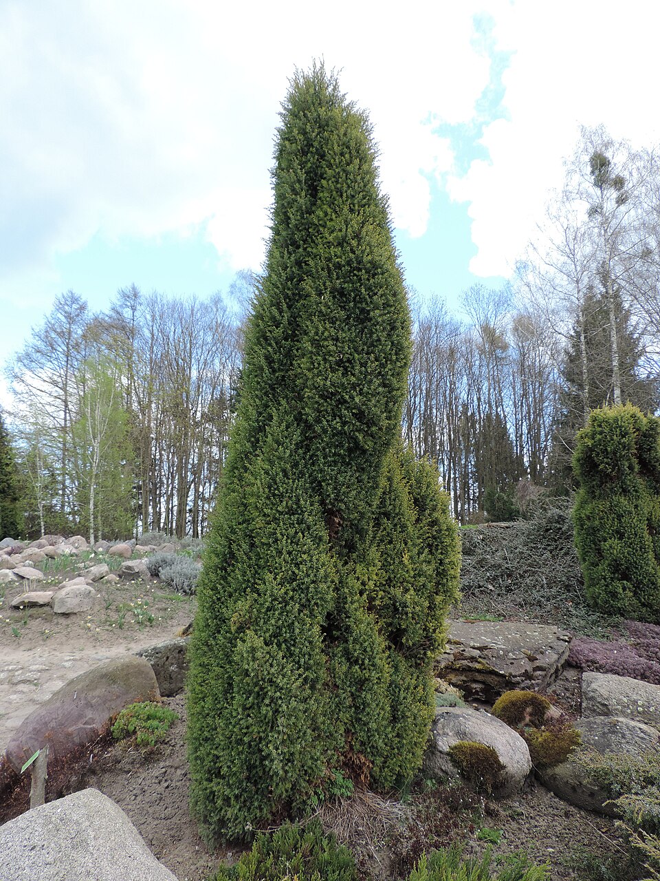 Juniperus communis 'Gold Cone' (Gold Cone Juniper)
