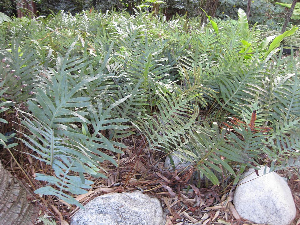 Phlebodium aureum (Blue Star Fern) (alternate view 4)