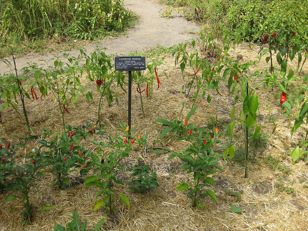Capsicum annuum, Pepper — upright deciduous (Solanaceae) (image 4 of 10)