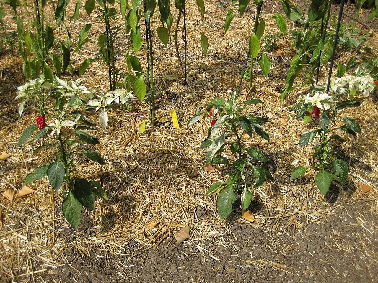 Capsicum annuum, Pepper — upright deciduous (Solanaceae) (image 5 of 10)