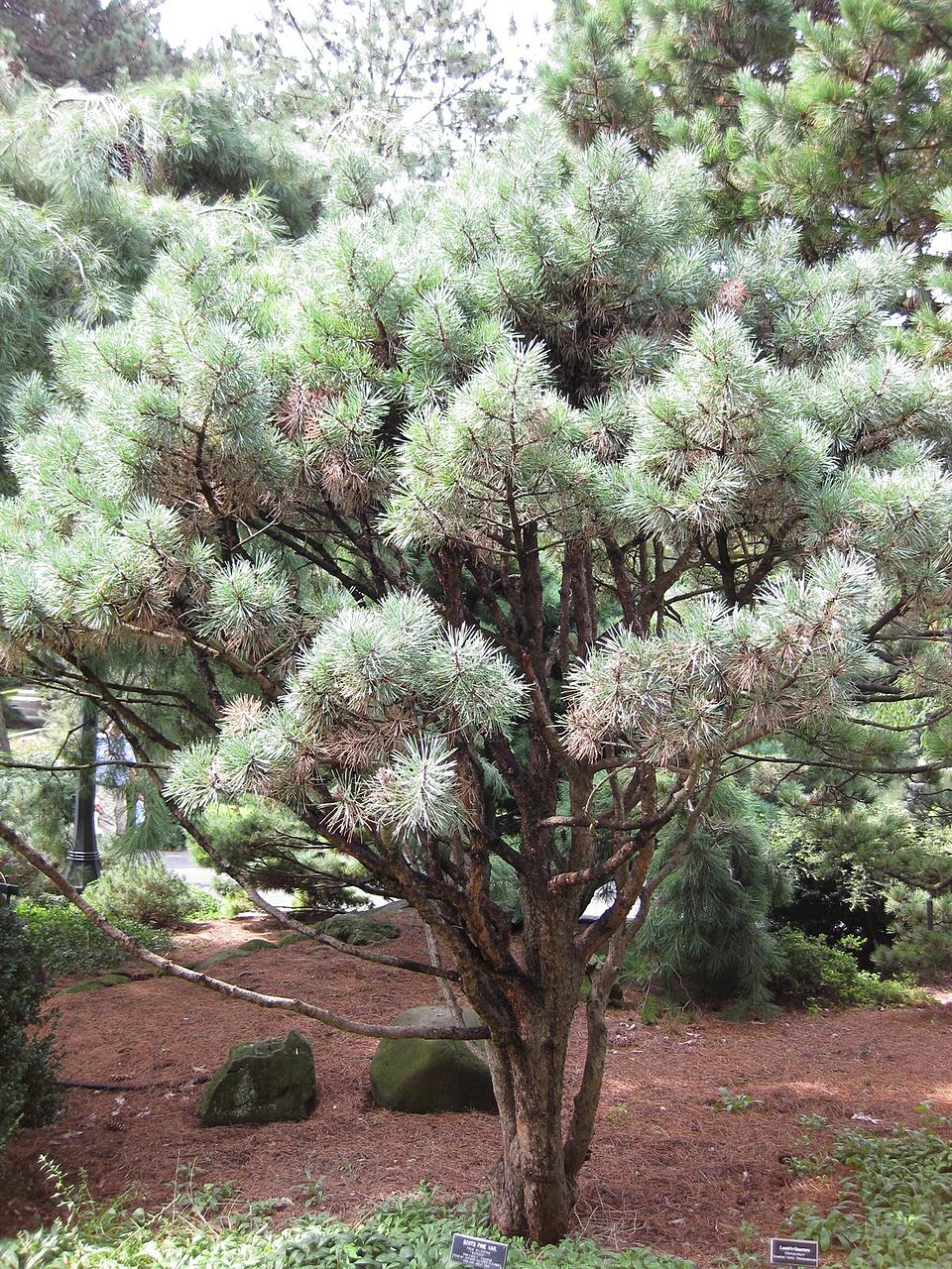 Pinus sylvestris 'Watereri' (Waterer Scots Pine) (alternate view 5)