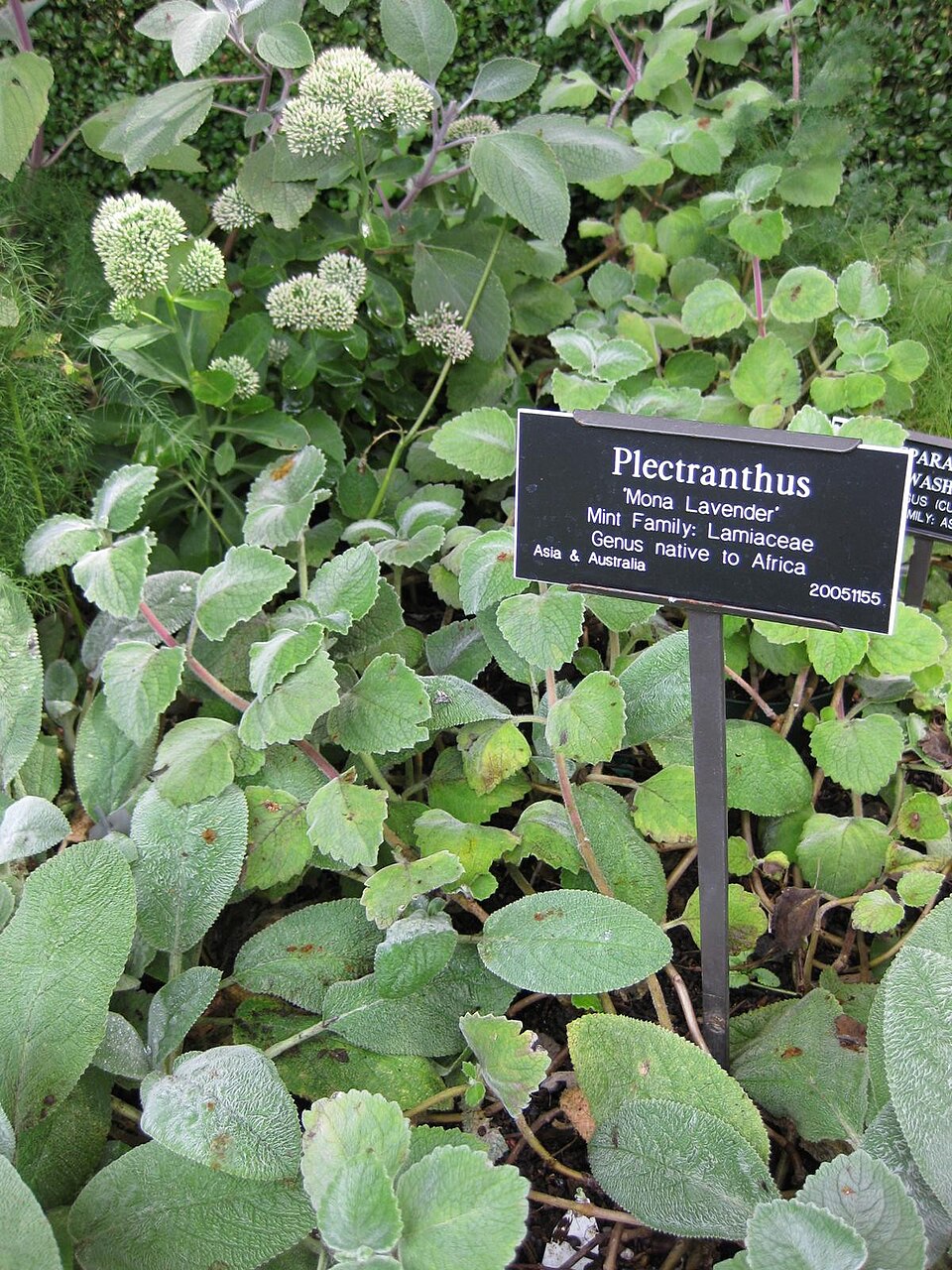 Plectranthus (spurflowers)