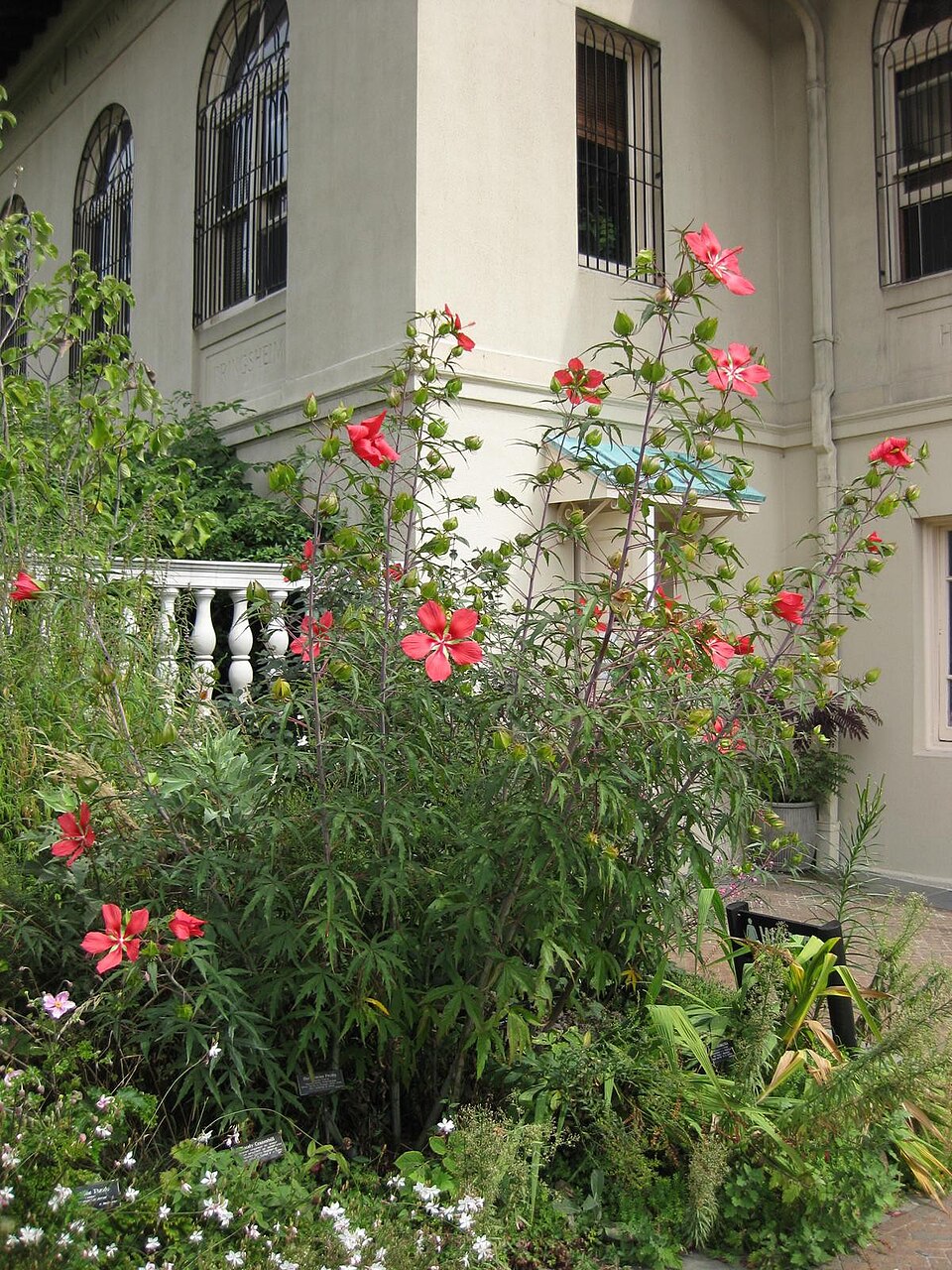Hibiscus coccineus (Scarlet Rose Mallow) (alternate view 10)