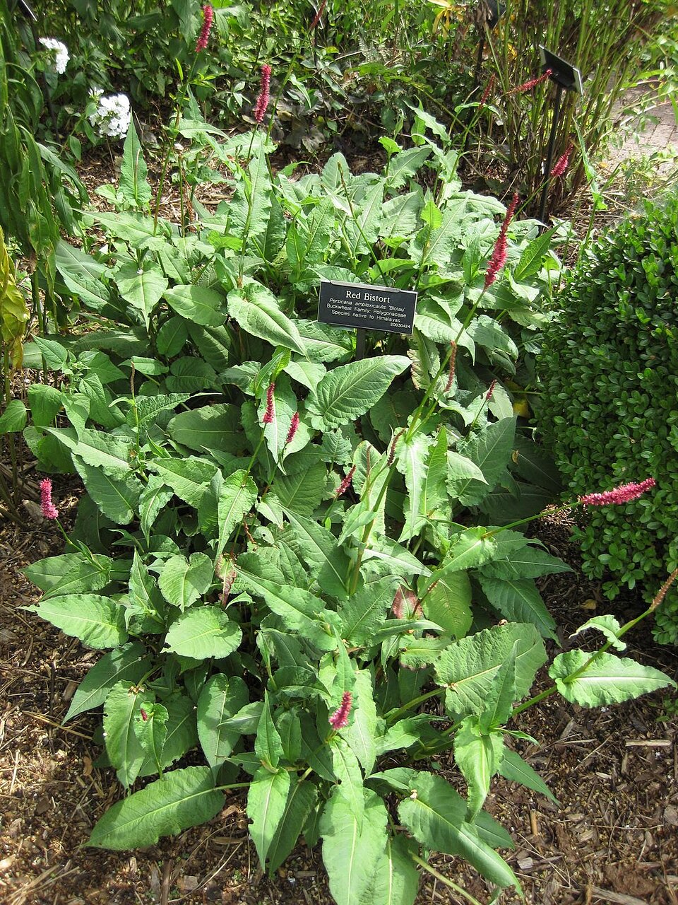 Bistorta amplexicaulis (red bistort)