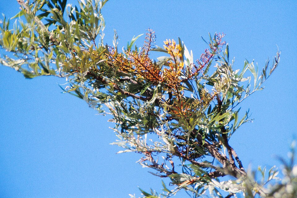 Grevillea robusta (silk oak) (alternate view 7)