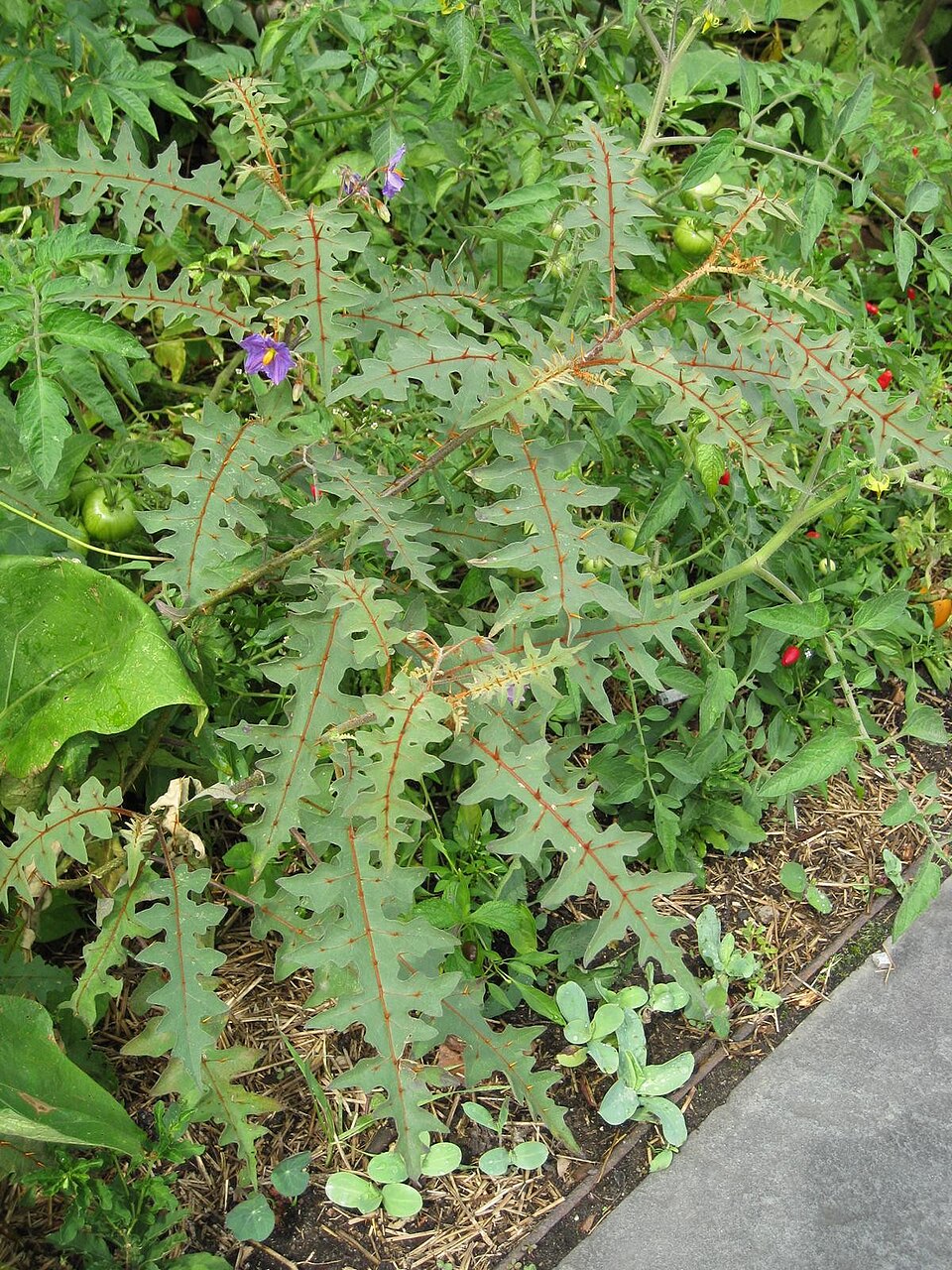 Solanum (nightshades)