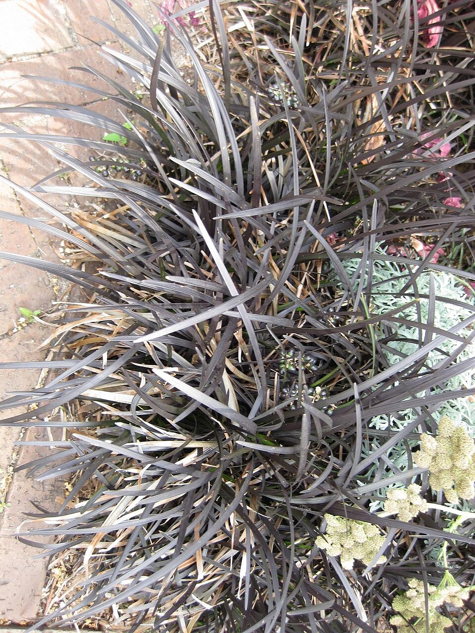 Ophiopogon (Lily-Turfs) (alternate view 2)