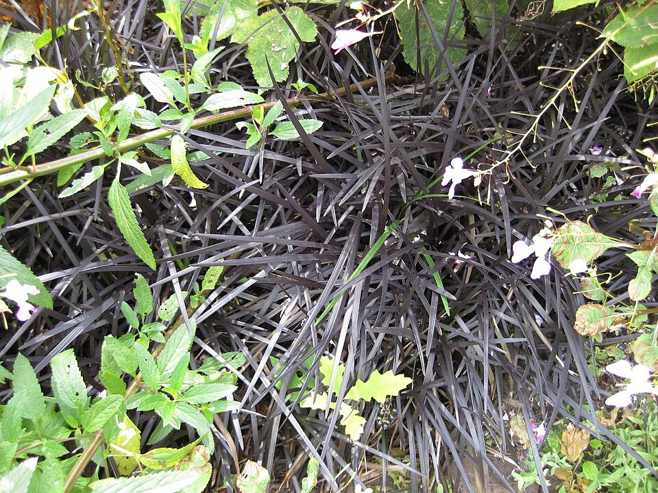 Ophiopogon (Lily-Turfs) (alternate view 3)