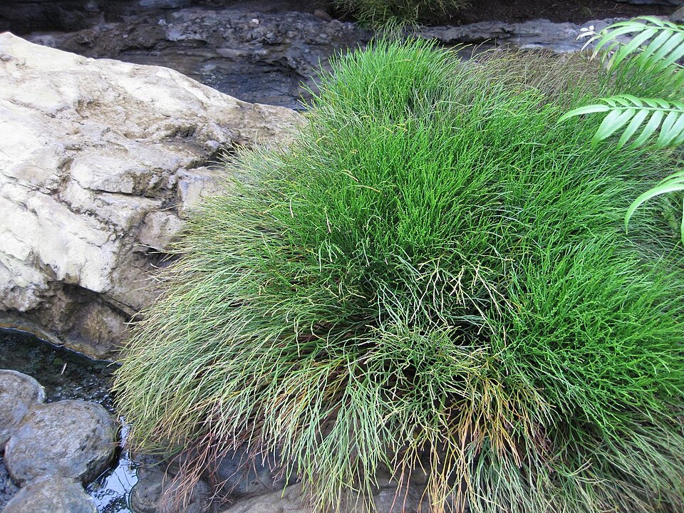 Psilotum nudum (skeleton fork fern) (alternate view 6)