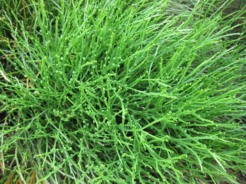 Psilotum nudum (skeleton fork fern) (alternate view 7)