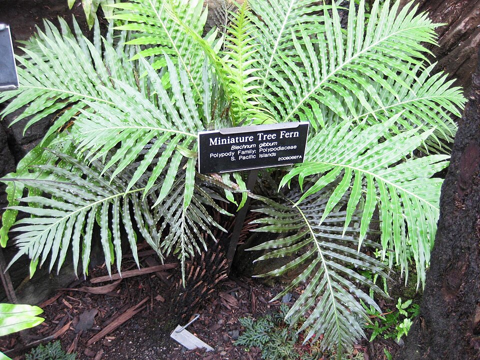 Blechnum (hard ferns)