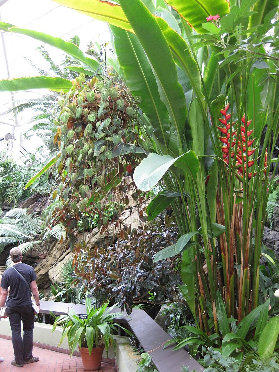 Heliconia (Heliconias)
