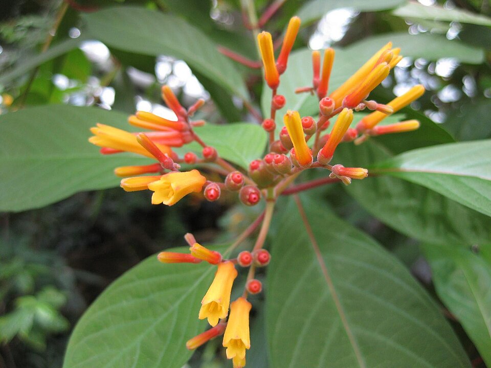 Hamelia