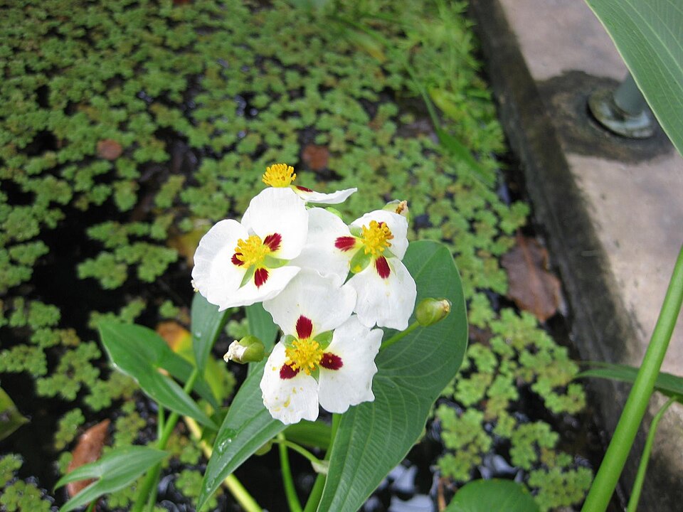 Sagittaria (Arrowheads)