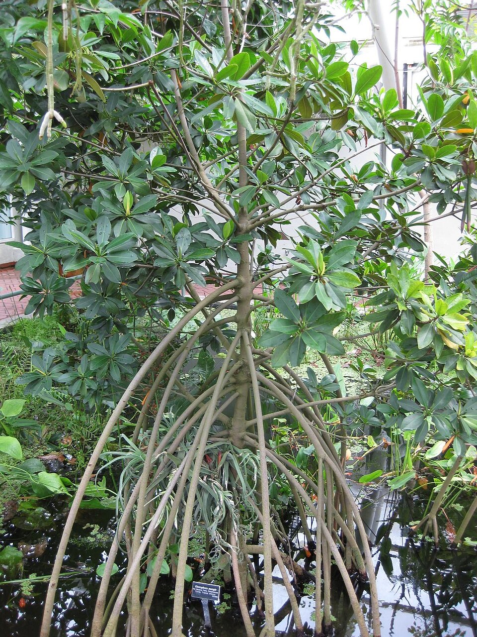 Rhizophora mangle (red mangrove) (alternate view 5)