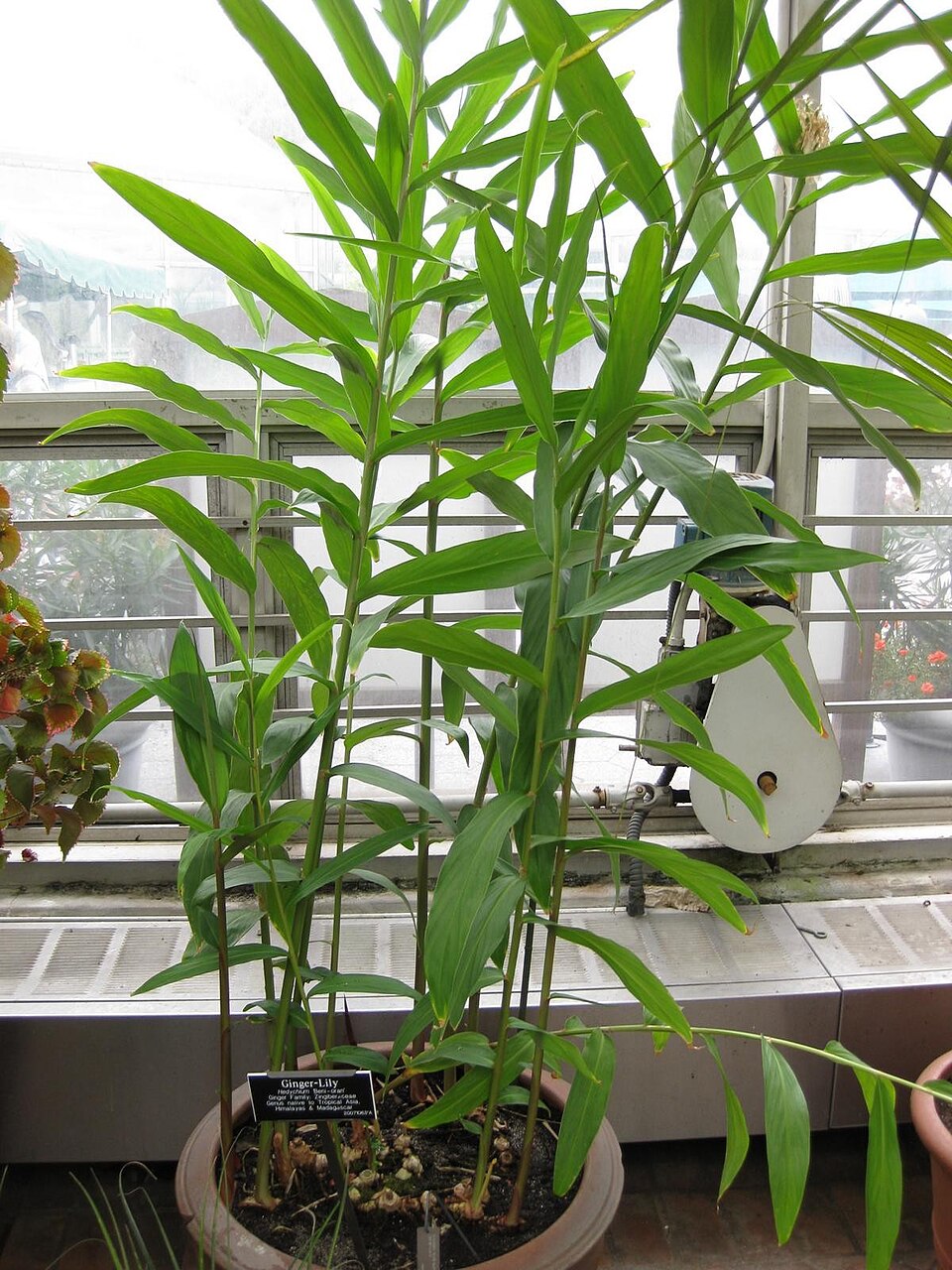 Hedychium (Garland lillies)
