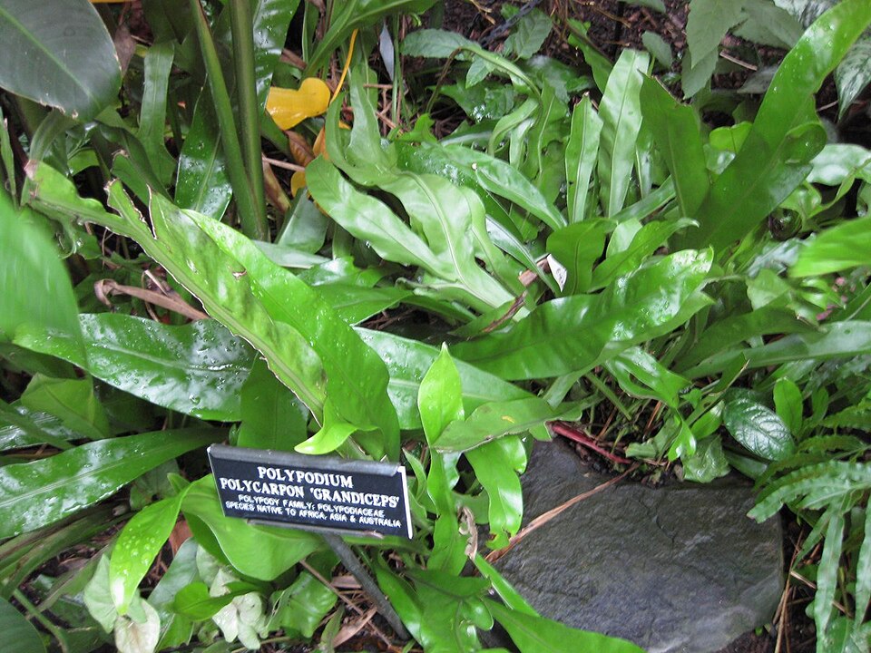 Polypodium (polypody ferns)