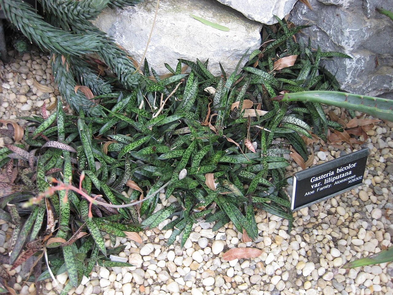 Gasteria spp., Ox-tongue — clumping evergreen (Asphodelaceae) (image 1 of 1)